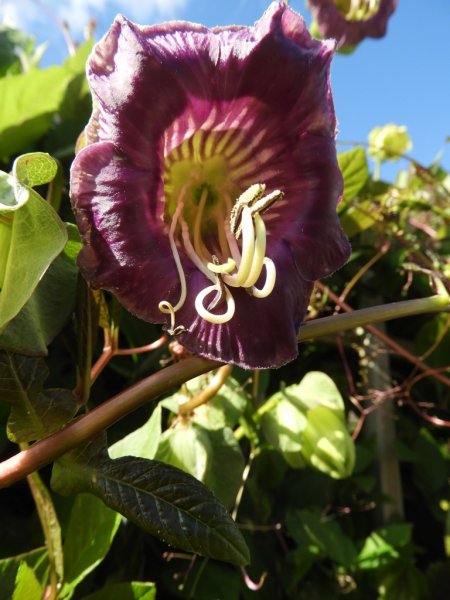 DSCN1099 (768x1024).jpg