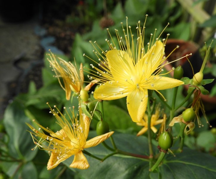 DSCN1104 (1024x848).jpg