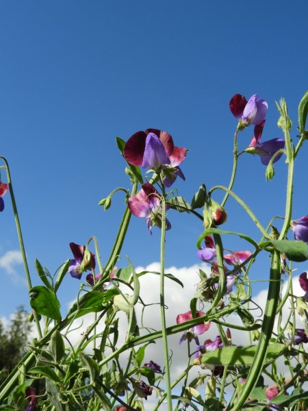 DSCN1108 (768x1024).jpg