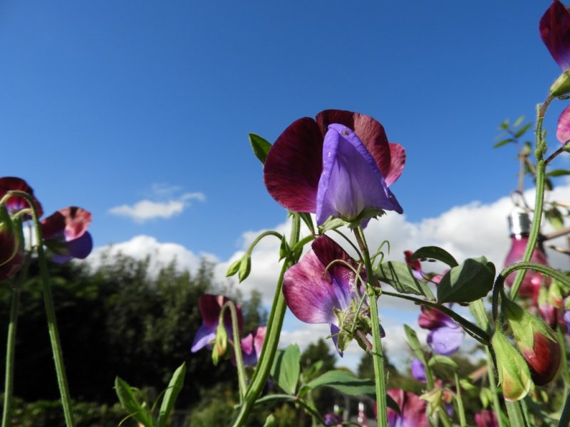 DSCN1112 (1024x768).jpg