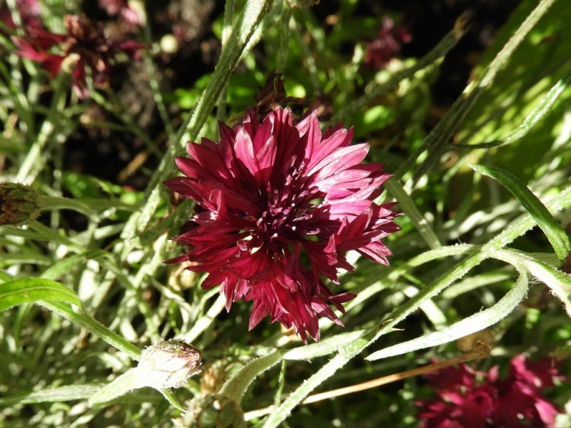 DSCN1128 (1024x768).jpg