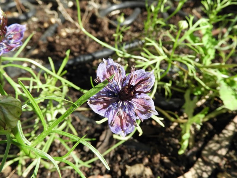 DSCN1131 (1024x768).jpg