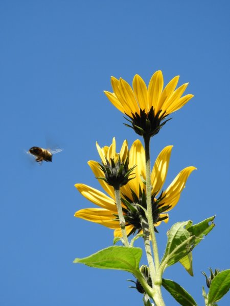 DSCN1141 (768x1024).jpg