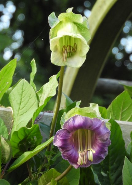 DSCN1145 (734x1024).jpg