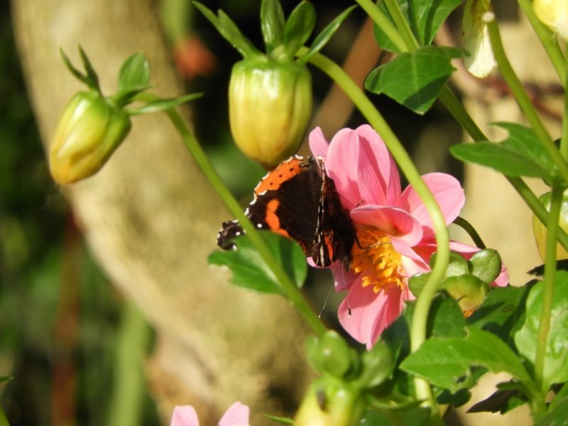 DSCN1166 (1024x768).jpg