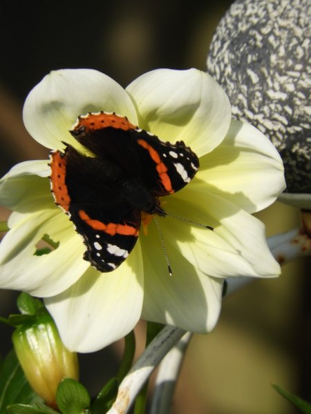 DSCN1191 (768x1024).jpg