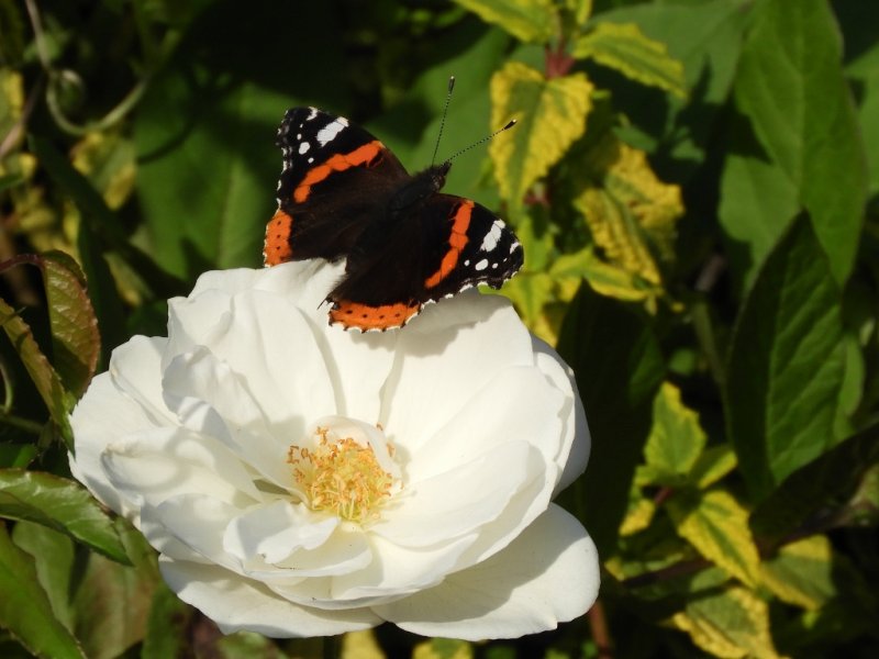 DSCN1208 (1024x768).jpg