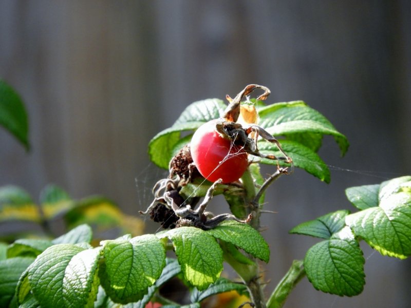 DSCN1215 (1024x768).jpg