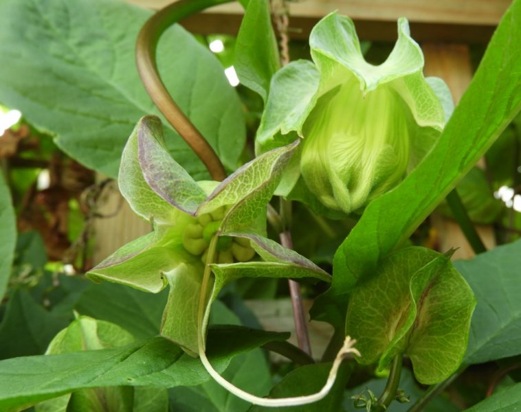 DSCN1220 (1024x810).jpg