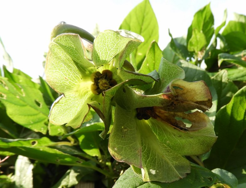 DSCN1235 (1024x782).jpg