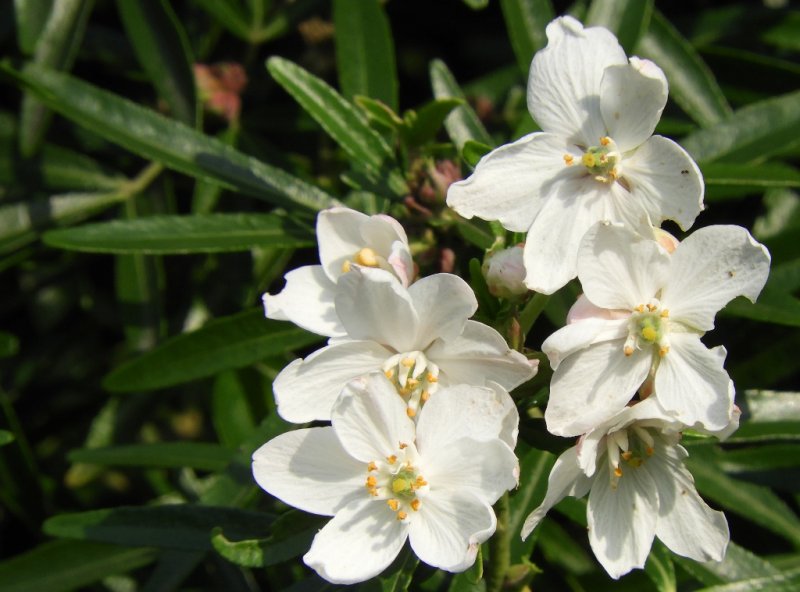 DSCN1255 (1024x759).jpg