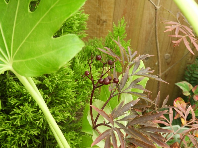 DSCN1264 (1024x768) (2).jpg