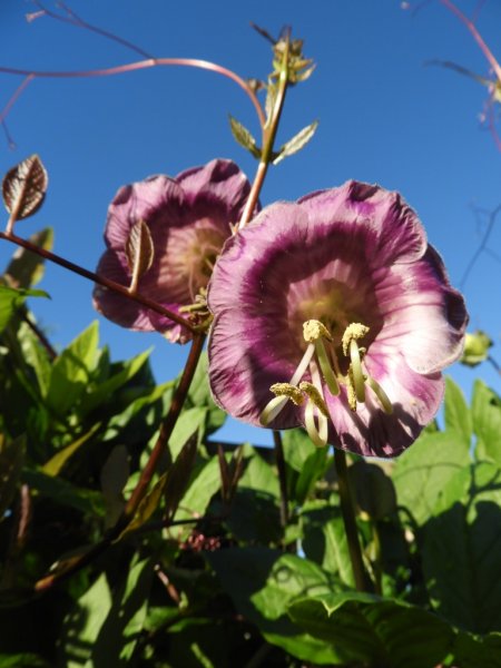 DSCN1295 (768x1024).jpg