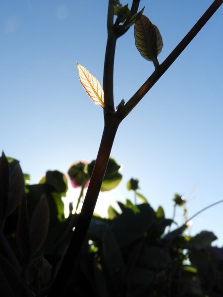 DSCN1303 (768x1024).jpg