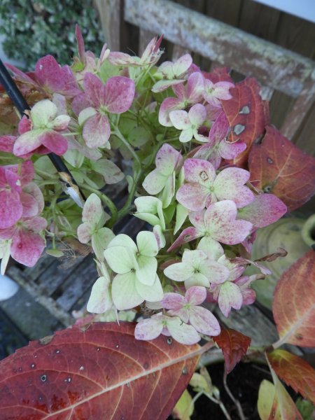 DSCN1316 (768x1024).jpg