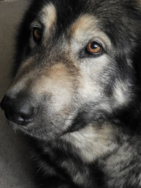 DSCN1513 (768x1024).jpg