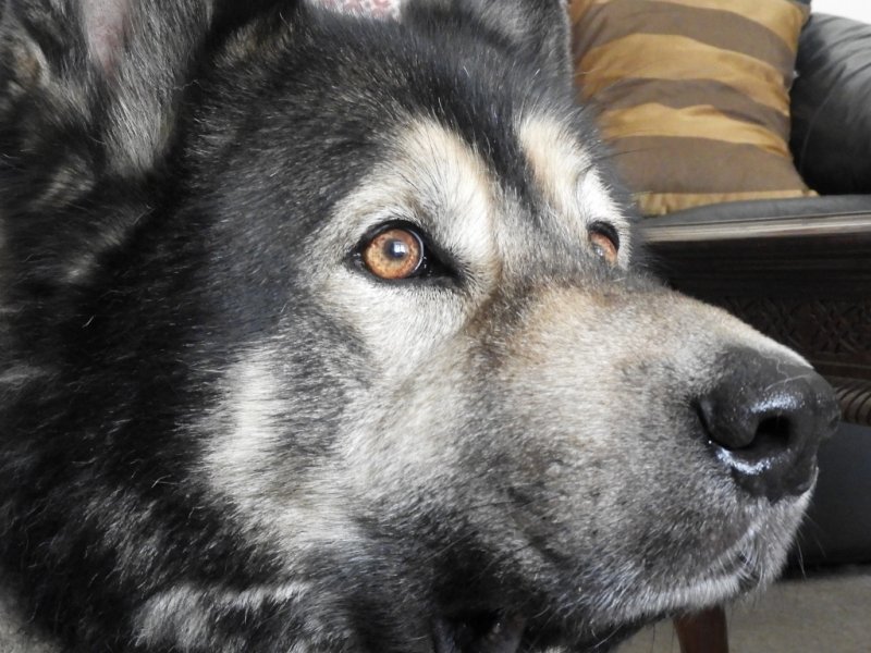 DSCN1522 (2) (1024x768).jpg