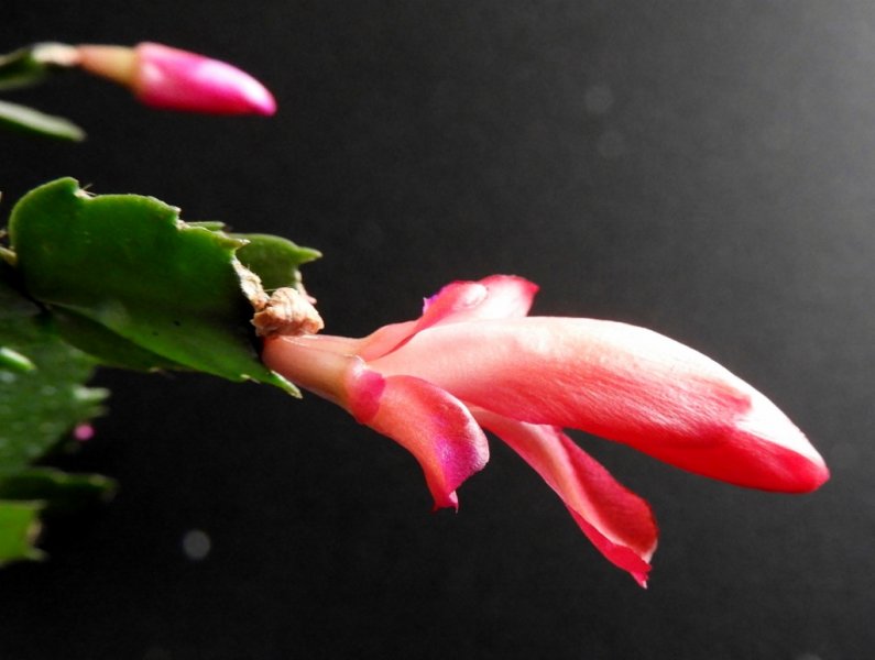 DSCN1756 (1024x772).jpg