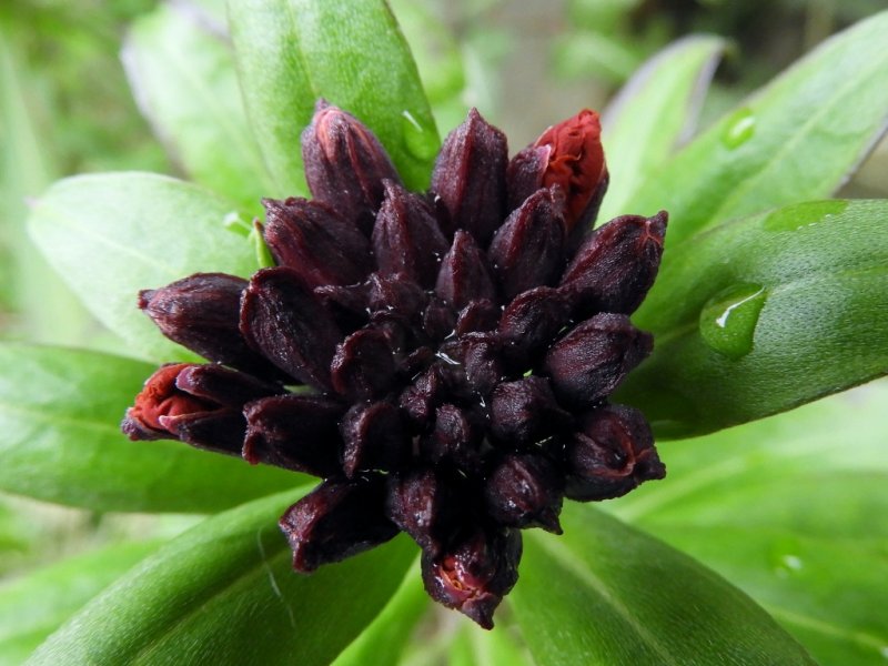 DSCN1800 (1024x768).jpg