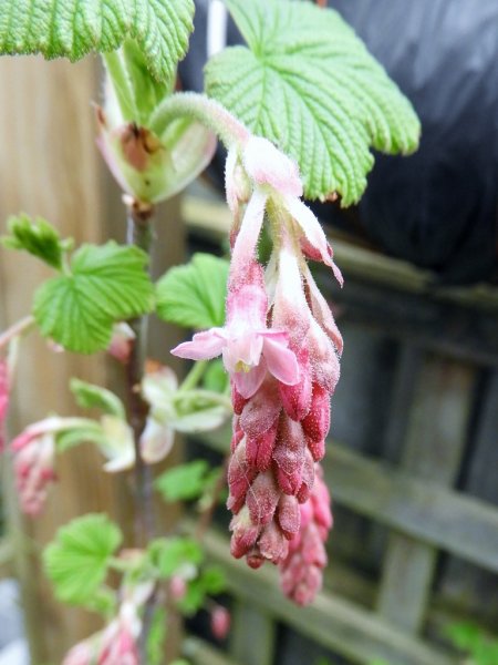 DSCN1833 (768x1024).jpg