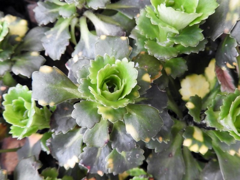 DSCN1859 (1024x768).jpg