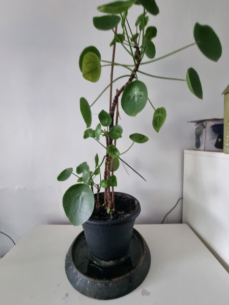 DSCN3288 Orphan Aug 2022.jpg