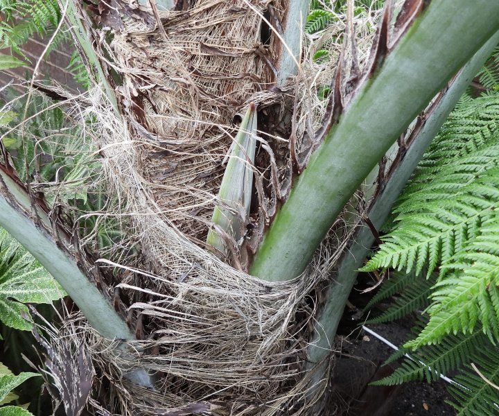 DSCN9Butia flower.jpg