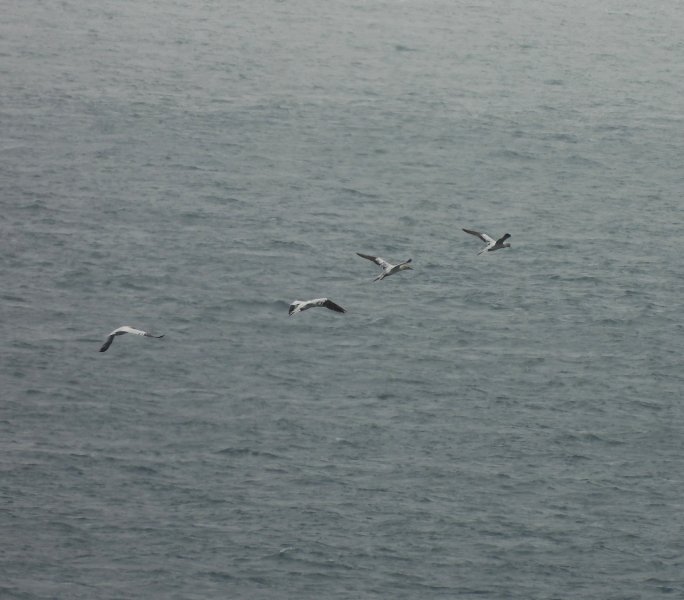 DSGannets.JPG