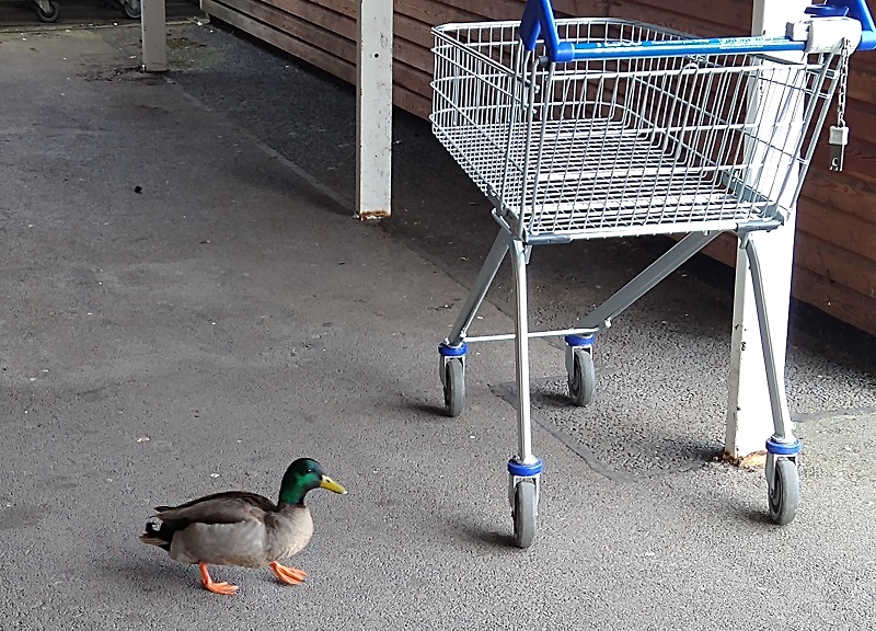 duck tesco.jpg