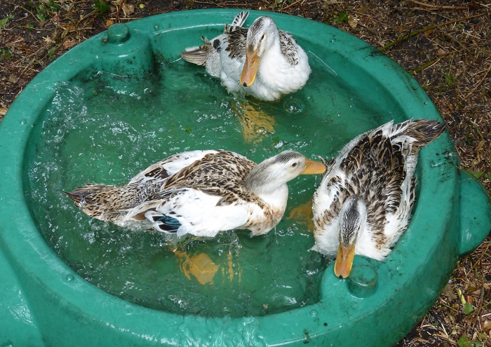 ducks.jpg