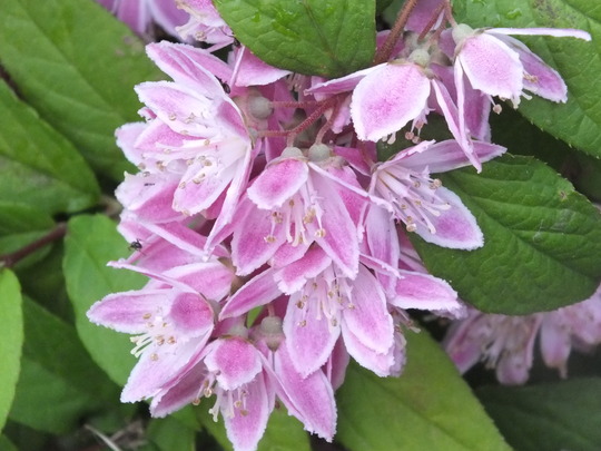 duetzia strawberry fields.jpg