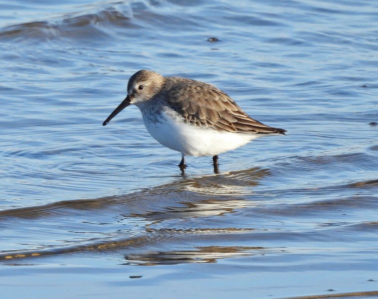 Dunlin 1.JPG