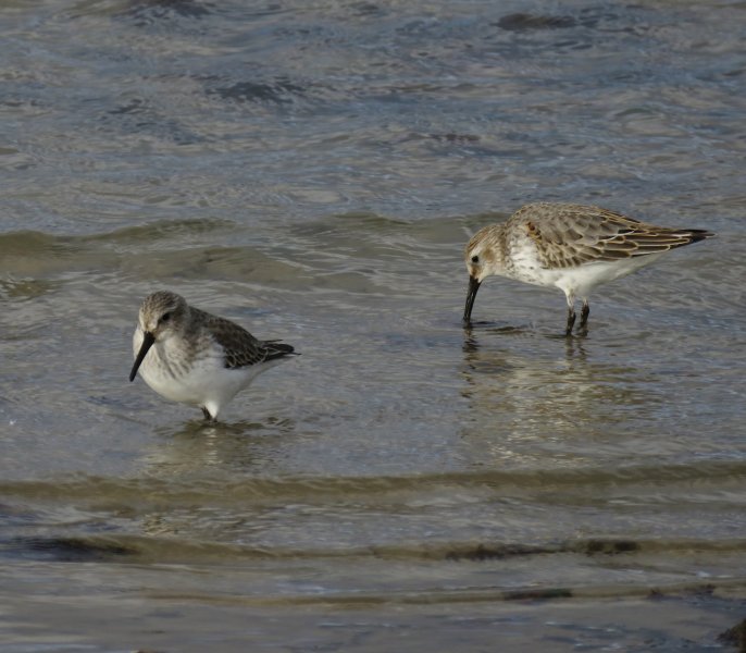 Dunlin 2.JPG