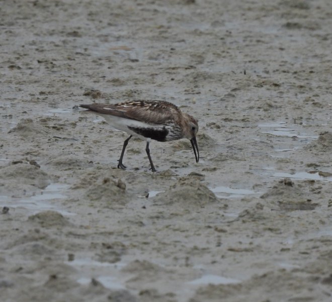 dunlin 2.JPG