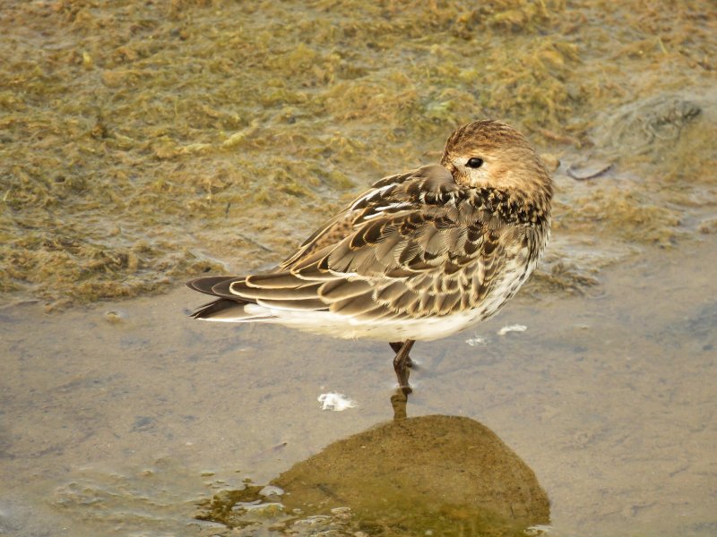 DUNLIN.jpg