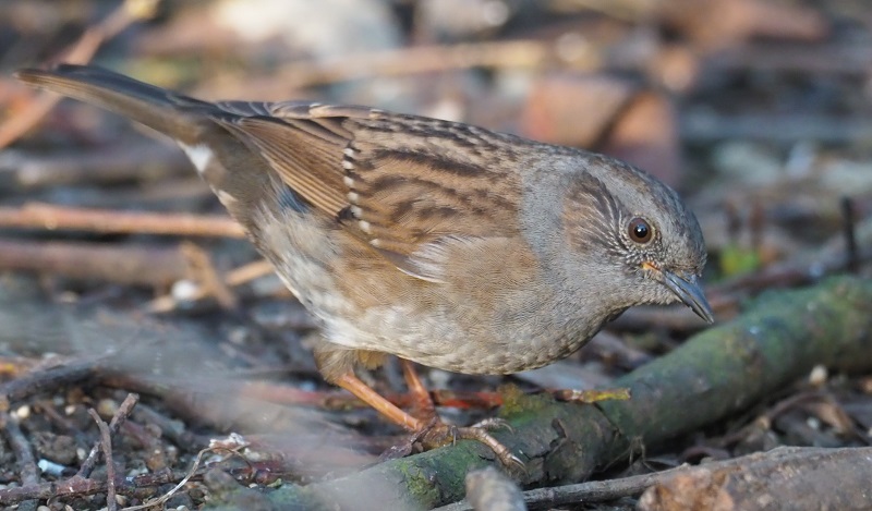 dunnock 1.jpg