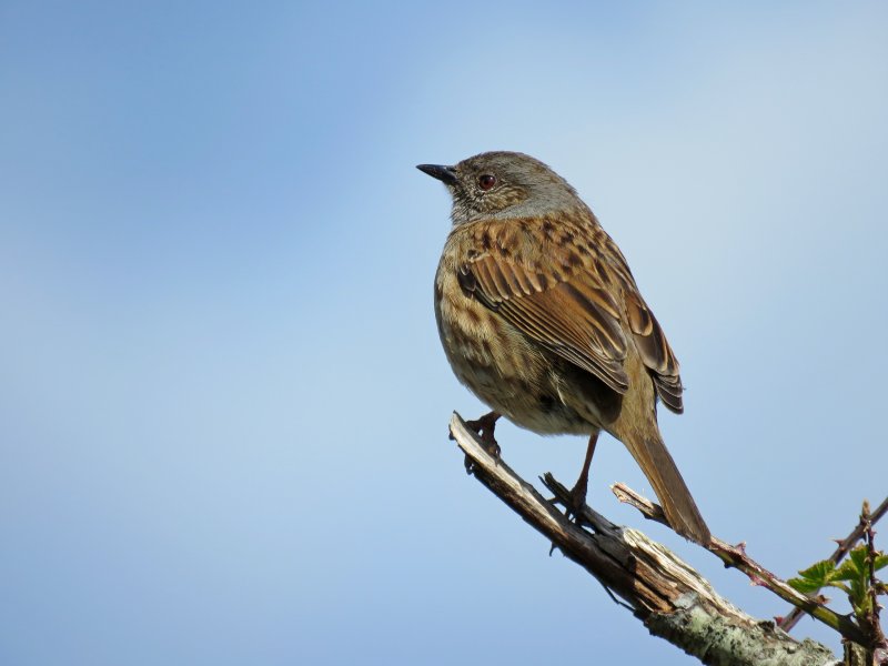 dunnock.JPG