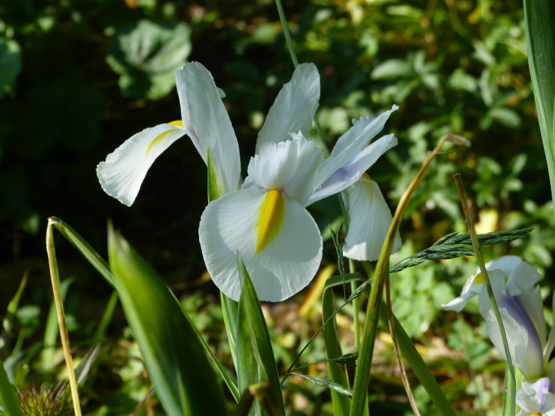Dutch Iris.JPG