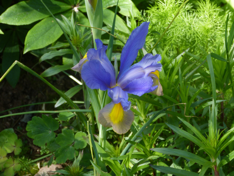 Dutch Iris.JPG