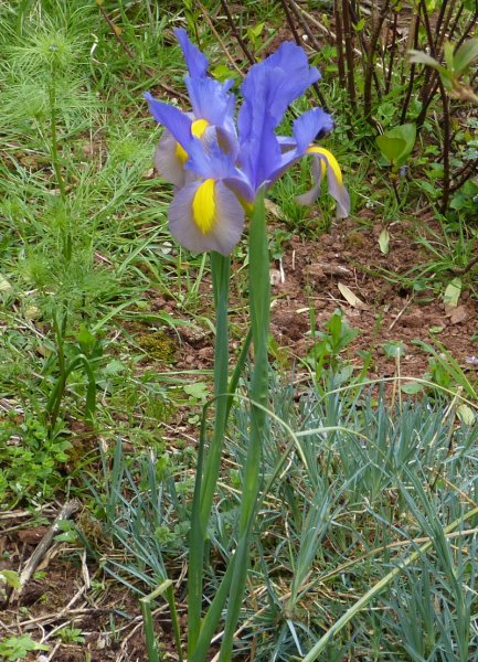 Dutch Iris.JPG