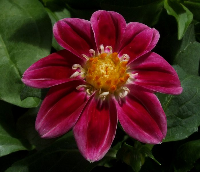 Dwarf Dahlia.jpg