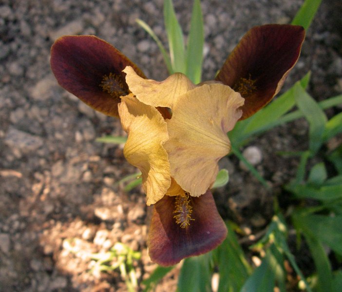 Dwarf Iris (2).jpg