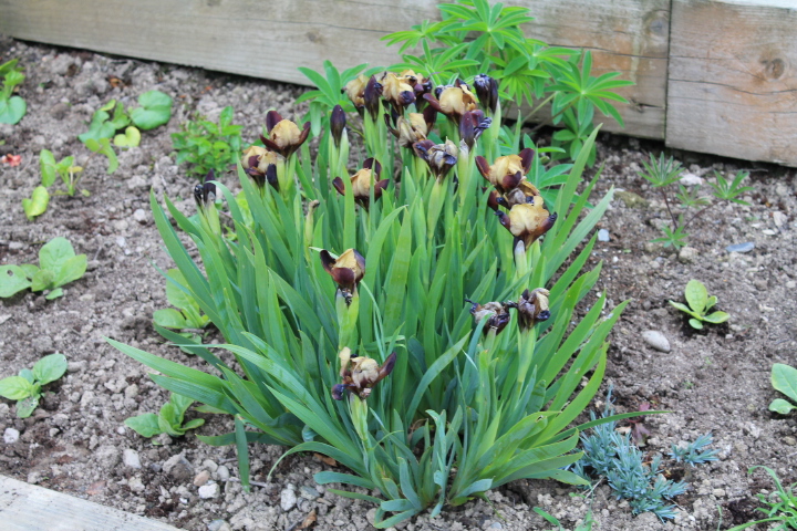 Dwarf Iris (3).JPG
