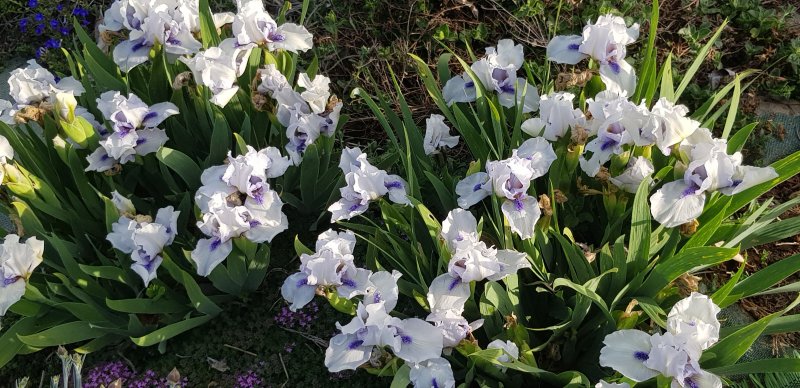 dwarf iris.jpg