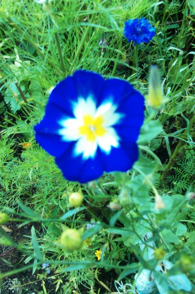Dwarf morning glory (Convolvulus tricolor) Royal Blue Ensign- annual.jpg
