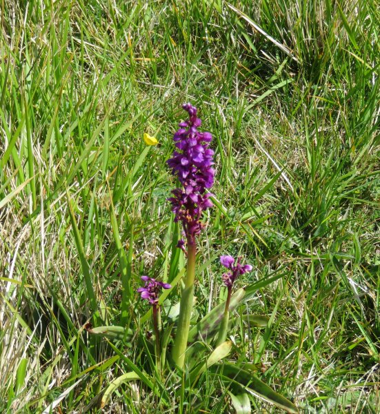 Early Purple Orchid (1).JPG