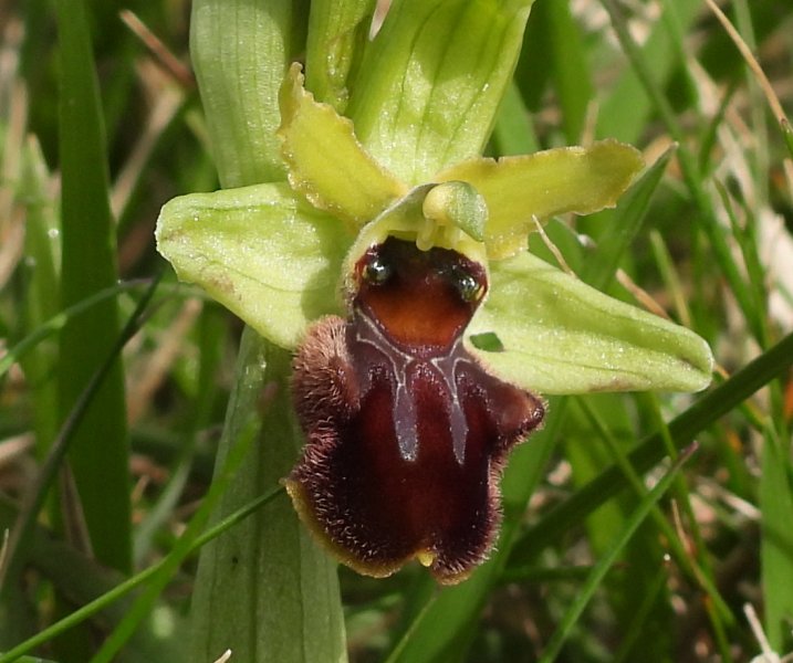 Early Spider (1).JPG