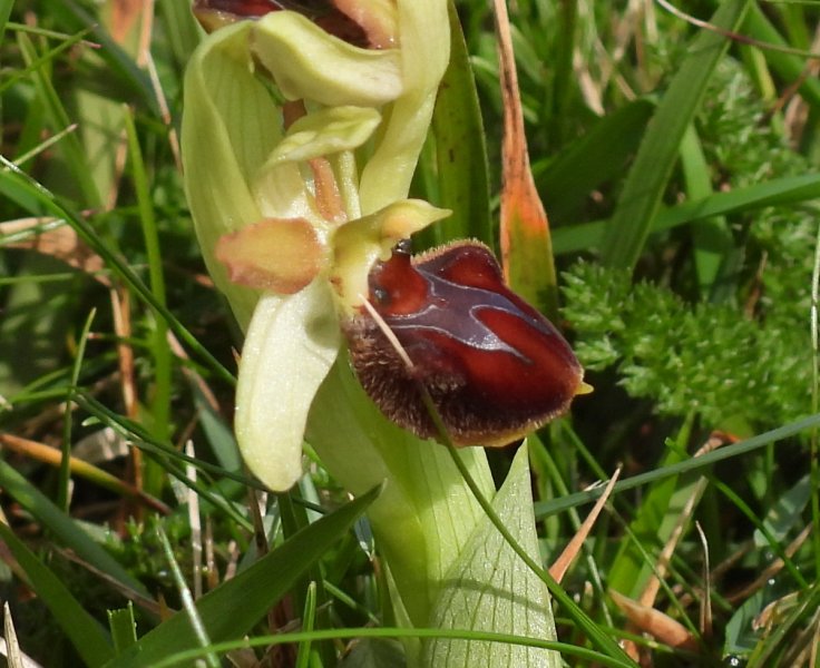 Early Spider (2).JPG