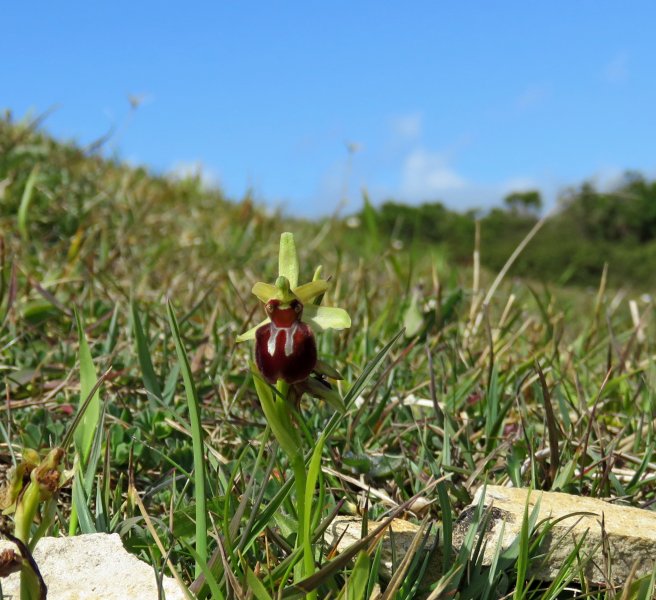 Early Spider Orchid.JPG