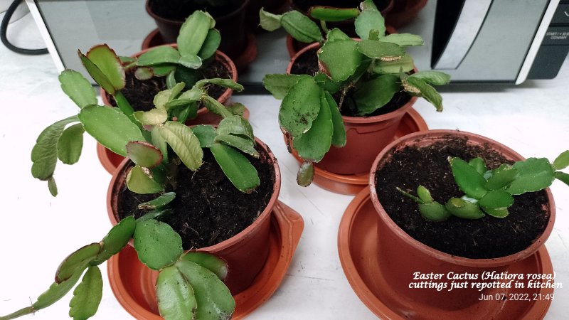 Easter Cactus (Hatiora rosea) cuttings just repotted in kitchen 2022 8th June 2022 001.jpg